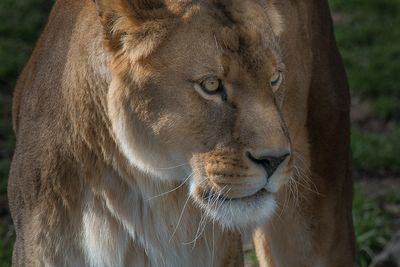 Lion - Zoo de Granby