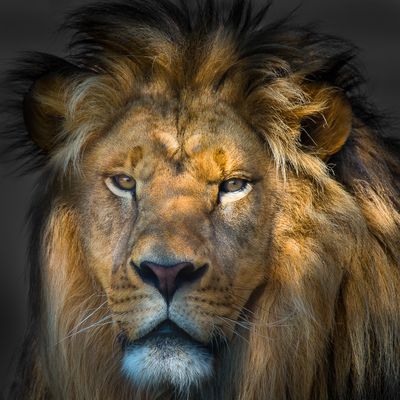 Lion - Zoo de Granby
