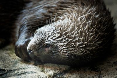 Loutre - Biodme de Montral 