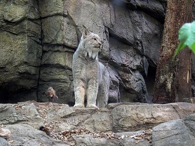 Lynx - Biodme de Montral 