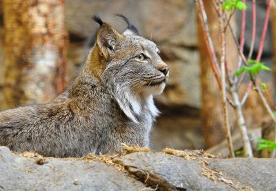 Lynx - Biodme de Montral 