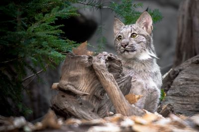 Lynx - Biodme de Montral 