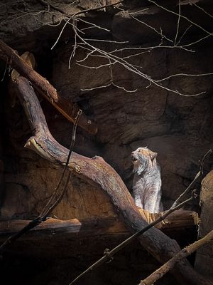 Lynx - Biodme de Montral 