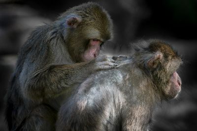 Macaque japonais - Zoo de Granby