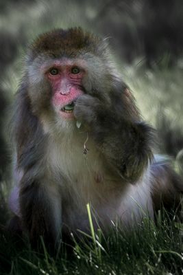 Macaque japonais - Zoo de Granby