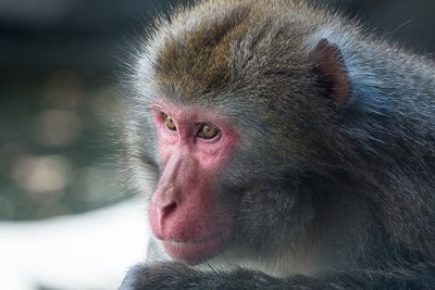 Macaque japonais - Zoo de Granby