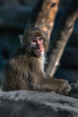 Macaque japonais - Zoo de Granby