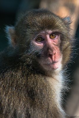 Macaque japonais - Zoo de Granby