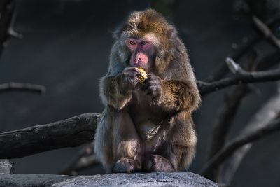 Macaque japonais - Zoo de Granby