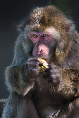Macaque japonais - Zoo de Granby