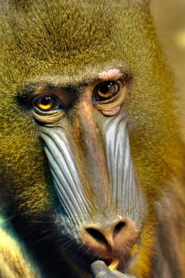 Mandrill - Zoo de Granby