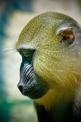 Mandrill - Zoo de Granby