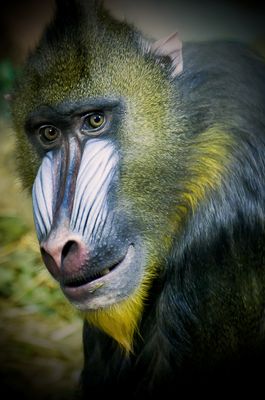 Mandrill - Zoo de Granby