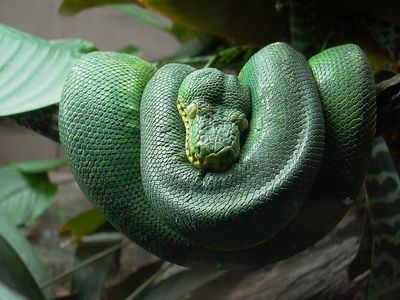 Boa meraude - Biodme de Montral 