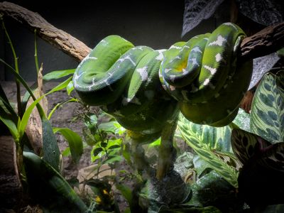Boa meraude - Biodme de Montral 