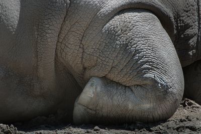 Rhinocros - Zoo de Granby