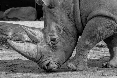 Rhinocros - Zoo de Granby