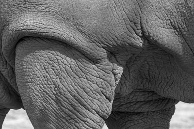 Rhinocros - Zoo de Granby