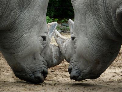 Rhinocros - Zoo de Granby