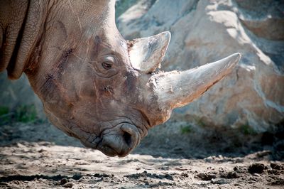 Rhinocros - Zoo de Granby