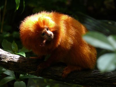 Tamarin-lion dor - Biodme de Montral 
