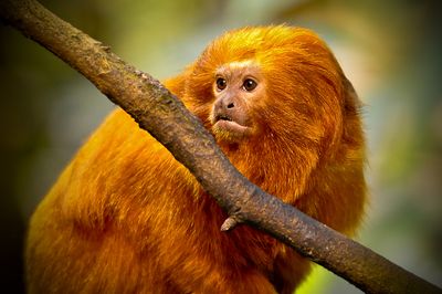 Tamarin-lion dor - Biodme de Montral 