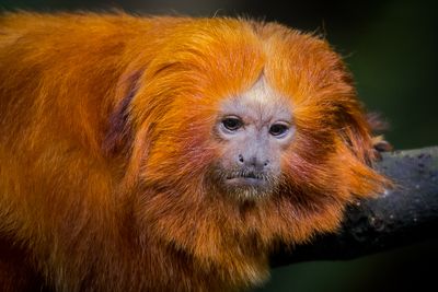 Tamarin-lion dor - Biodme de Montral 