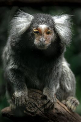 Biodme de Montral 