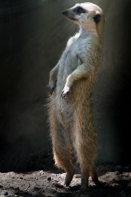 Suricate - Zoo de Granby