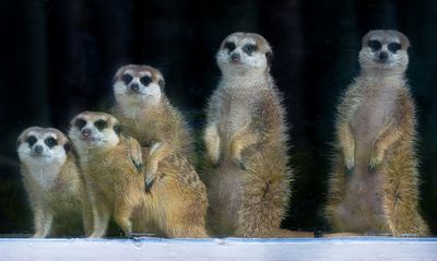 Suricates - Zoo de Granby