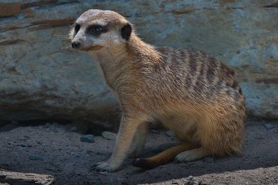 Suricate - Zoo de Granby