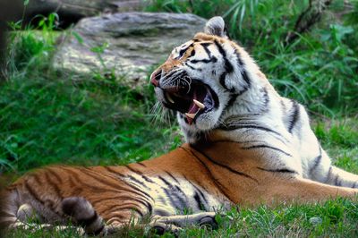 Tigre - Zoo de Granby
