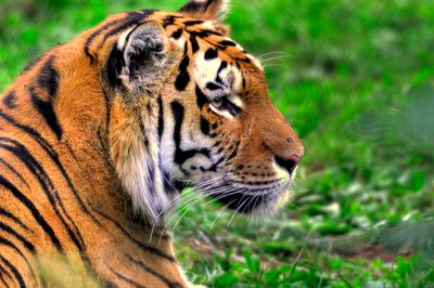 Tigre - Zoo de Granby