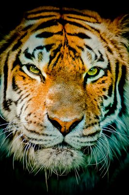 Tigre - Zoo de Granby