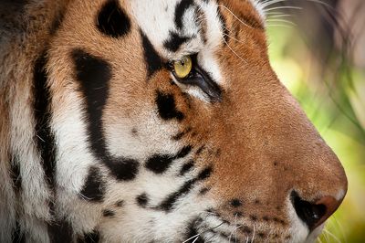 Tigre - Zoo de Granby