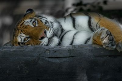 Tigre - Zoo de Granby