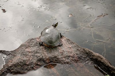 Tortue - Jardin botanique de Montral 