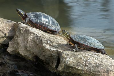 Tortues - Jardin botanique de Montral 