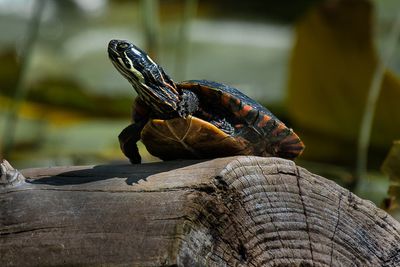 Tortue - Jardin botanique de Montral 