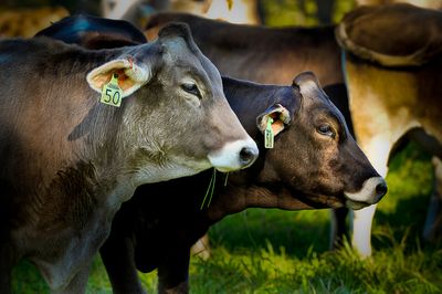 Boeufs - Shelburne Farm, Vermont