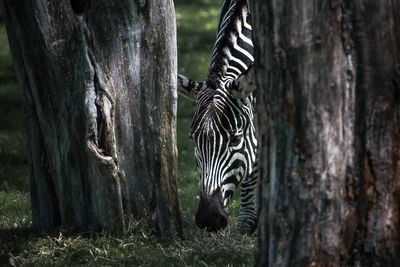 Zbre - Zoo de Granby