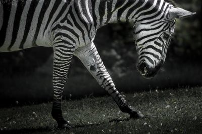 Zbre - Zoo de Granby