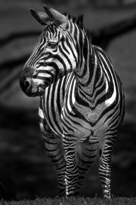 Zbre - Zoo de Granby