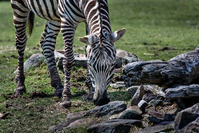 Zbre - Zoo de Granby