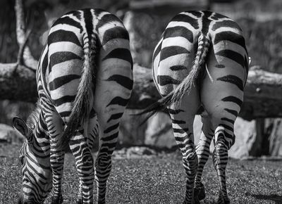 Zbres - Zoo de Granby