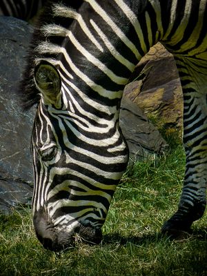 Zbre - Zoo de Granby