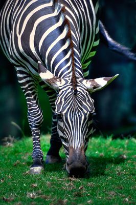 Zbre - Zoo de Granby