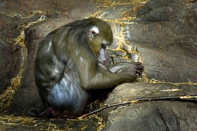 Mandrill - Zoo de Granby