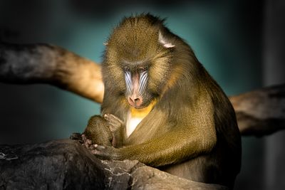Mandrill - Zoo de Granby