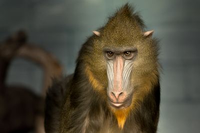Mandrill - Zoo de Granby